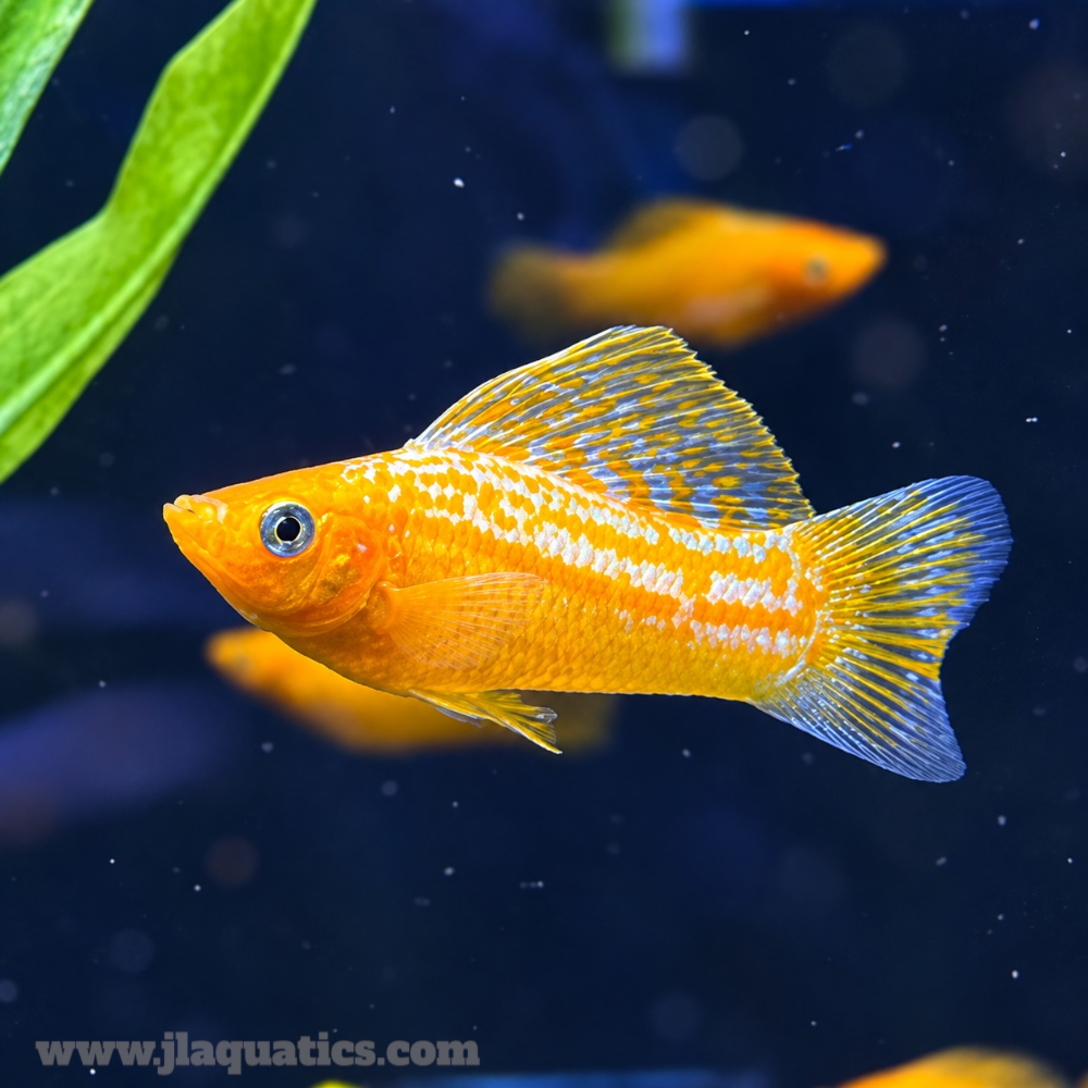 Orange Sailfin Molly