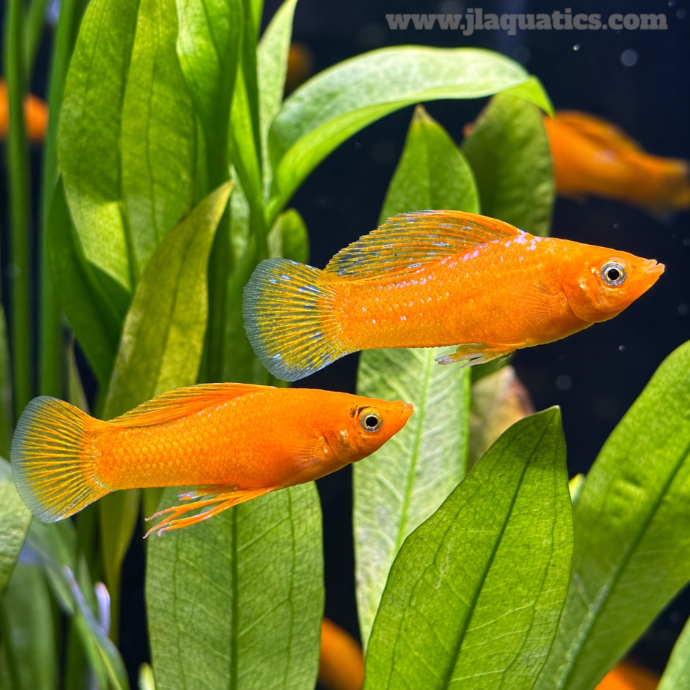 Orange Sailfin Molly