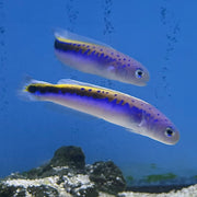 Oreni Tilefish