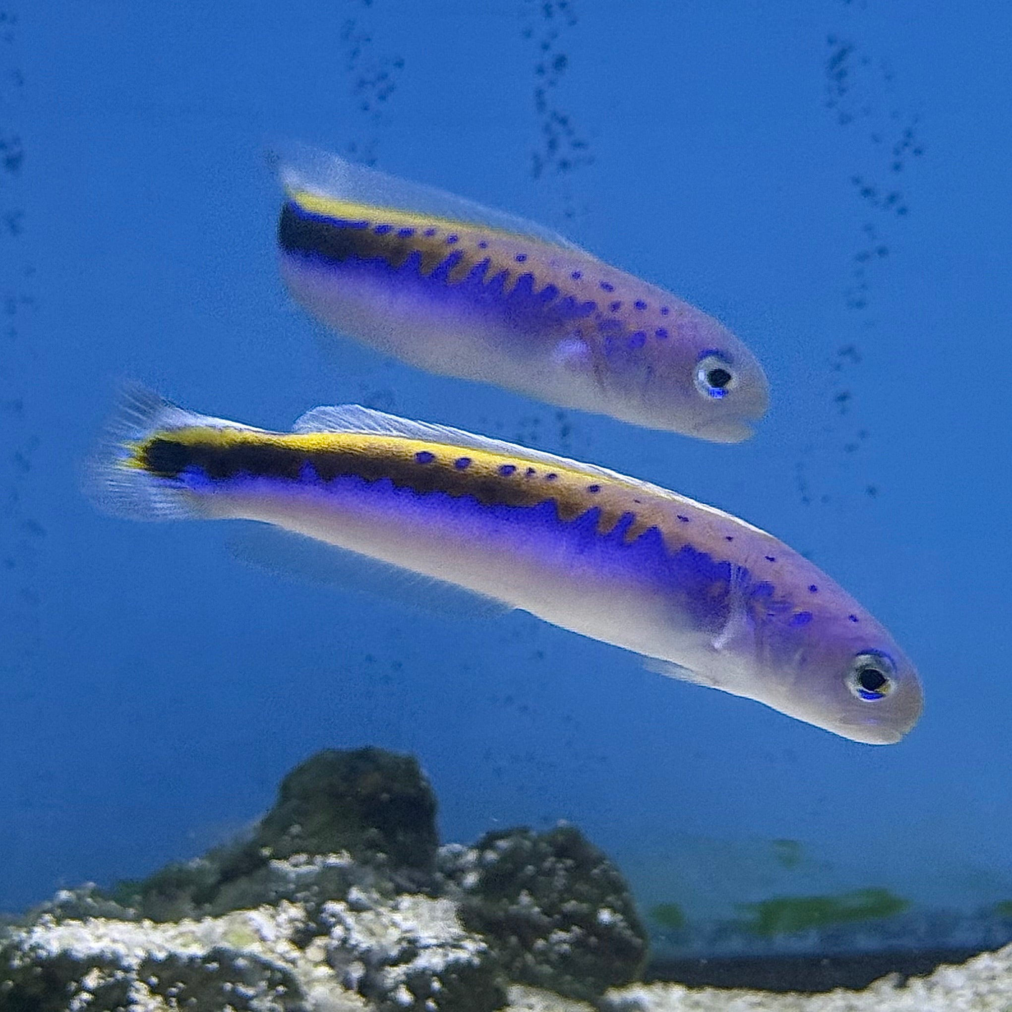 Oreni Tilefish