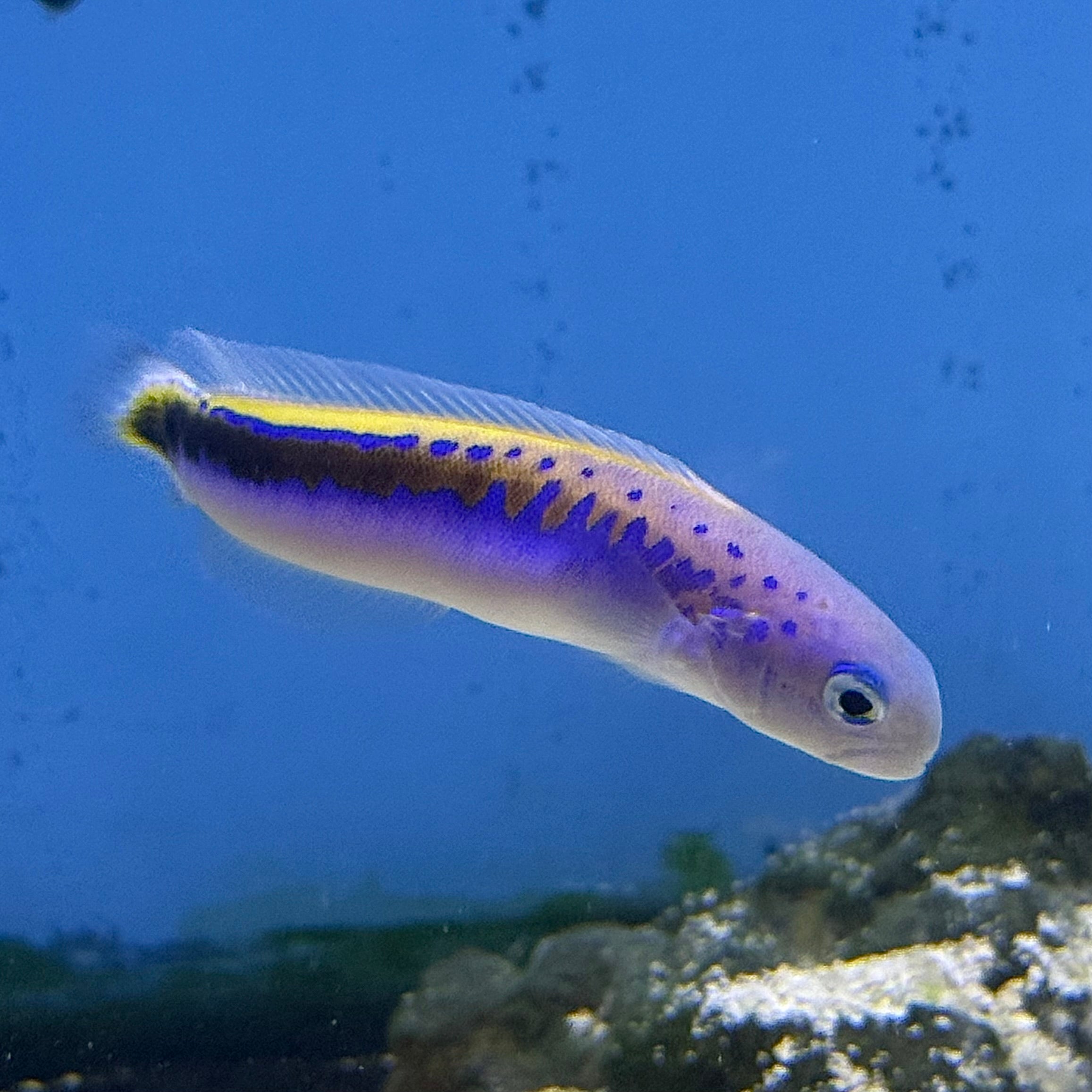 Oreni Tilefish