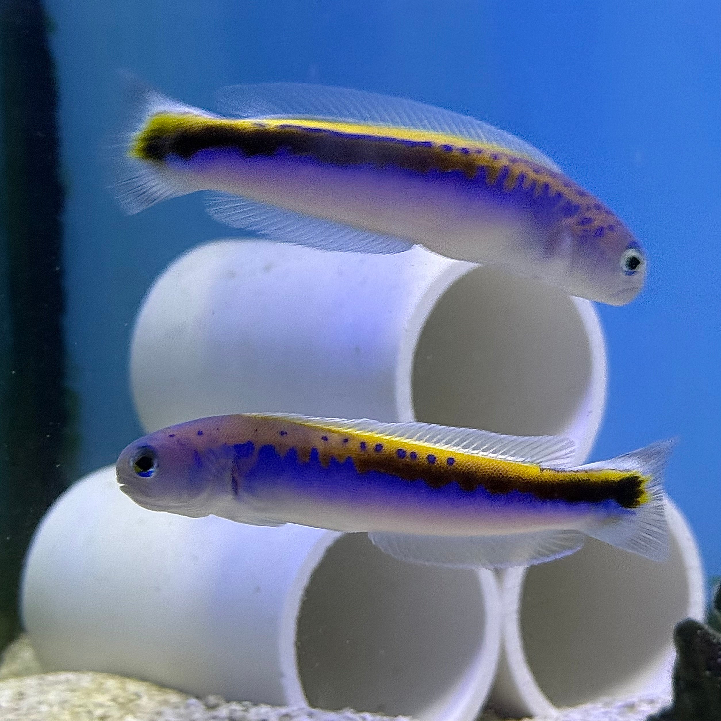 Oreni Tilefish