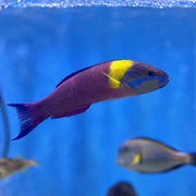 Paddlefin Wrasse