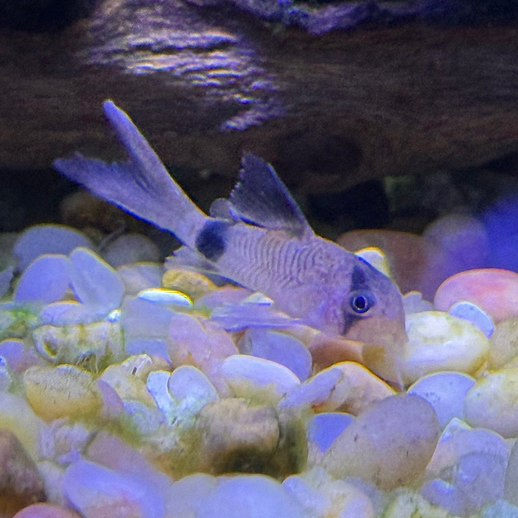 Panda Corydora - Longfin
