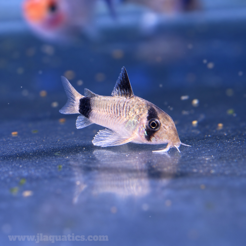 Panda Corydora