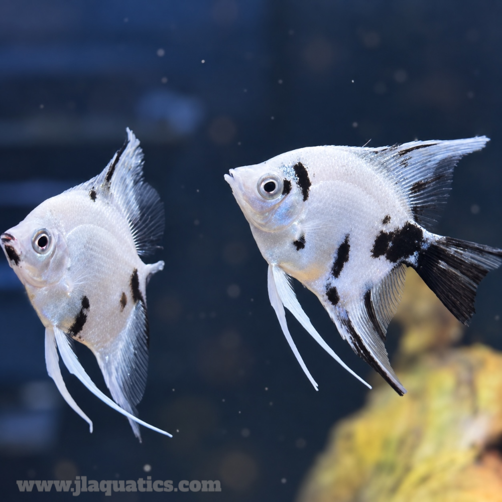 Panda Veiltail Angelfish