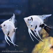 Panda Veiltail Angelfish