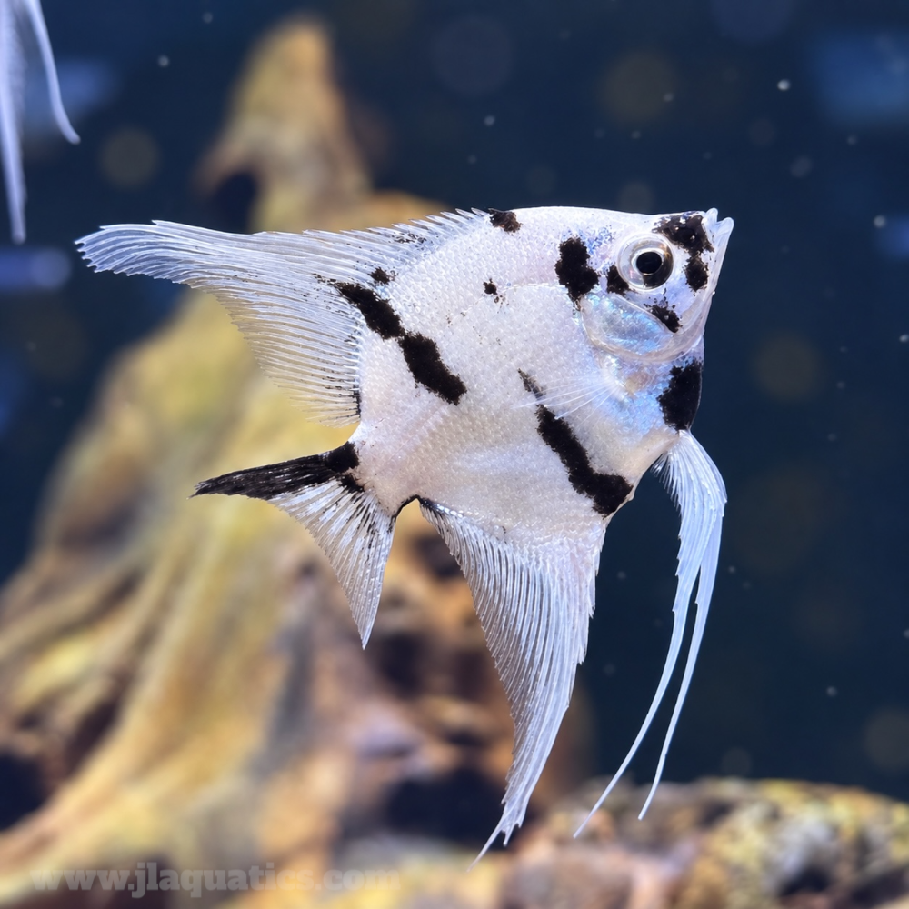 Panda Veiltail Angelfish