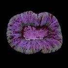 Pastel Green Trachy - C71