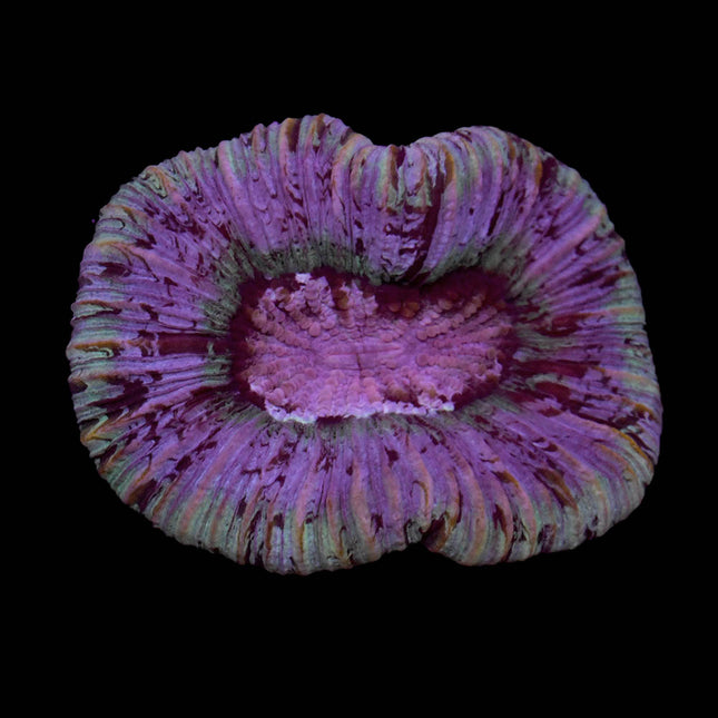 Pastel Green Trachy - C71