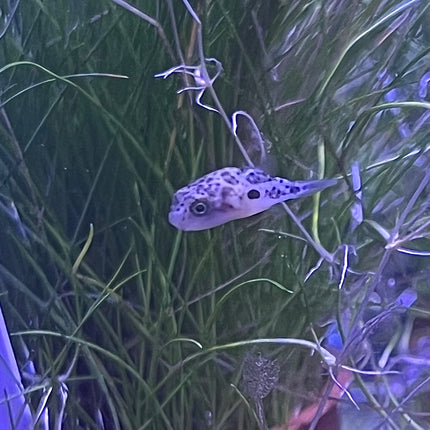 Pea Puffer / Dwarf Puffer