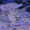 Pearl Gourami