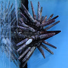 Pencil Urchin