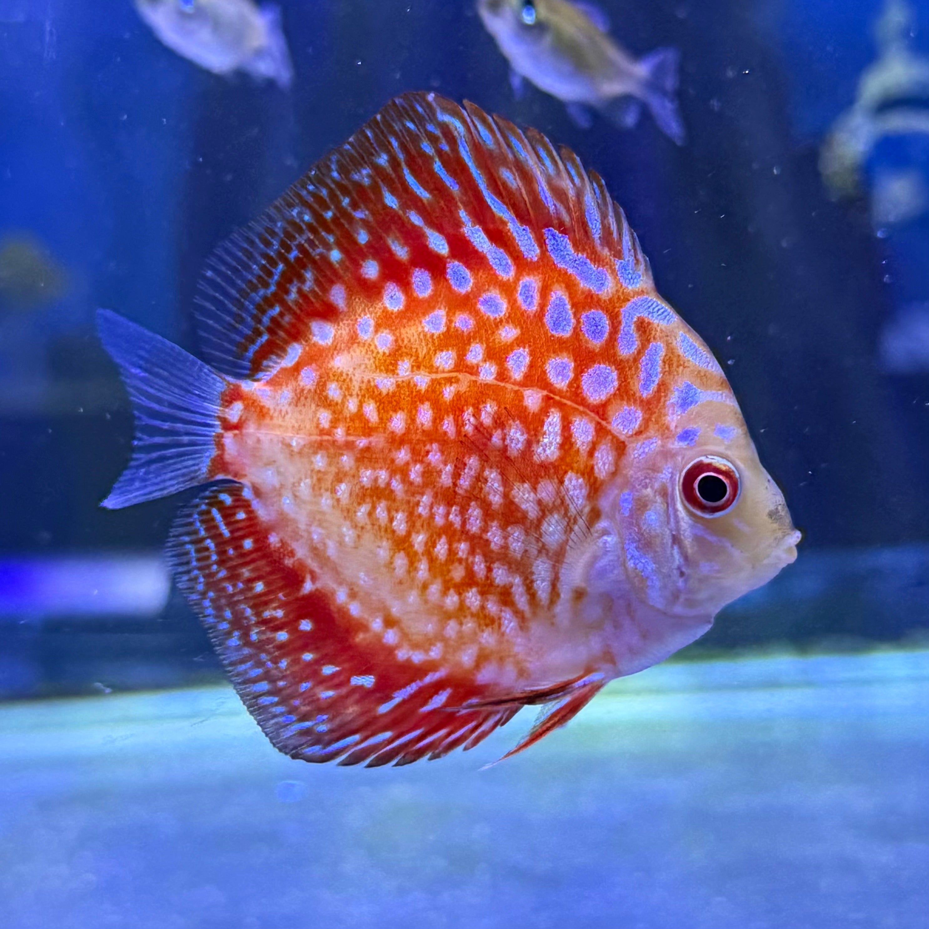 Pigeon Blood Polkadot Discus