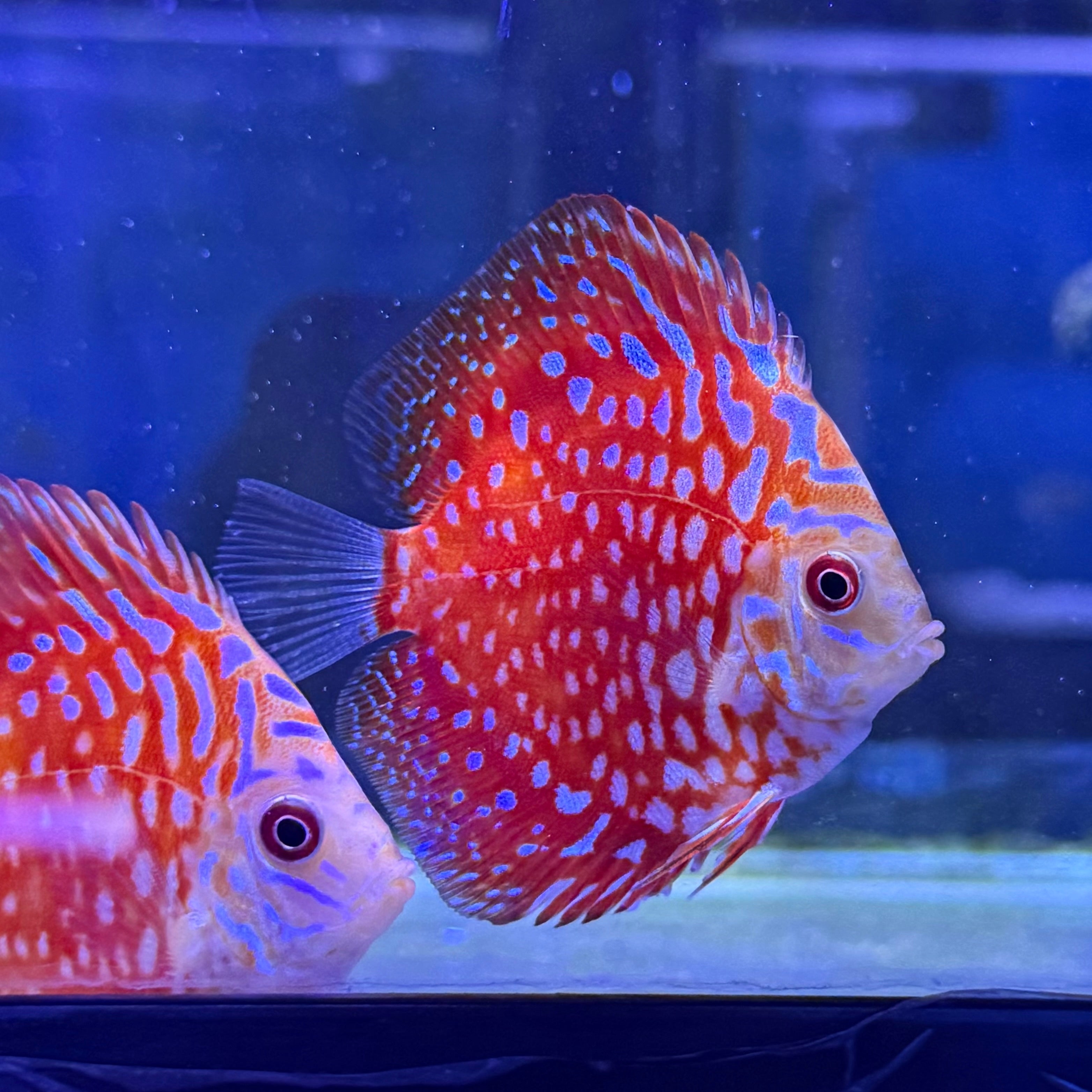 Pigeon Blood Polkadot Discus