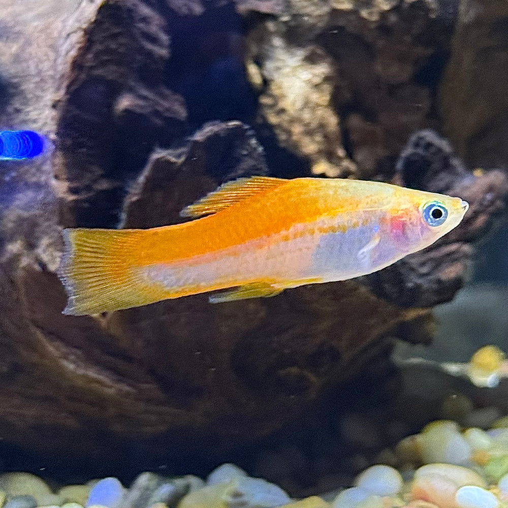Pineapple Swordtail