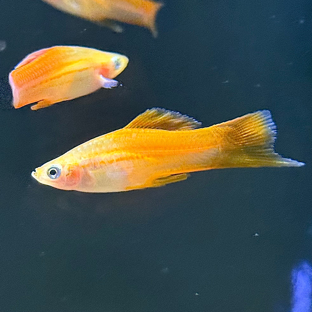 Pineapple Swordtail