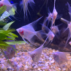 Pink Albino Angelfish