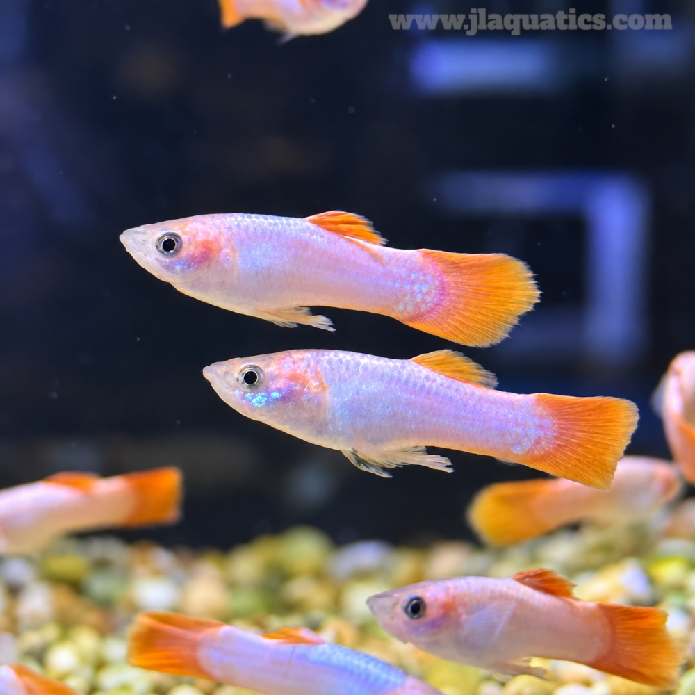 Pink Guppy - Male