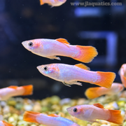 Pink Guppy - Male