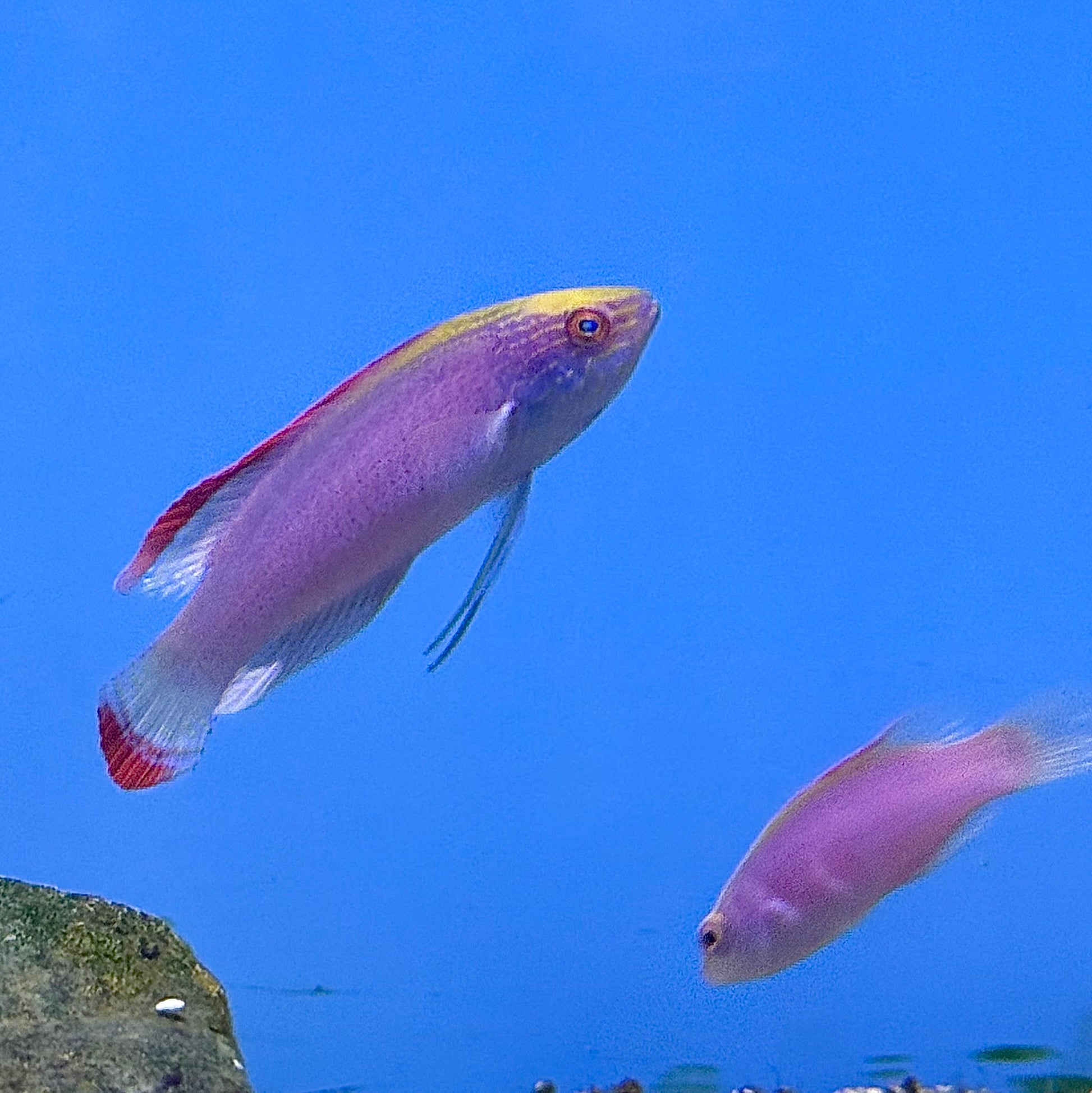 Pink Margin Fairy Wrasse Pair