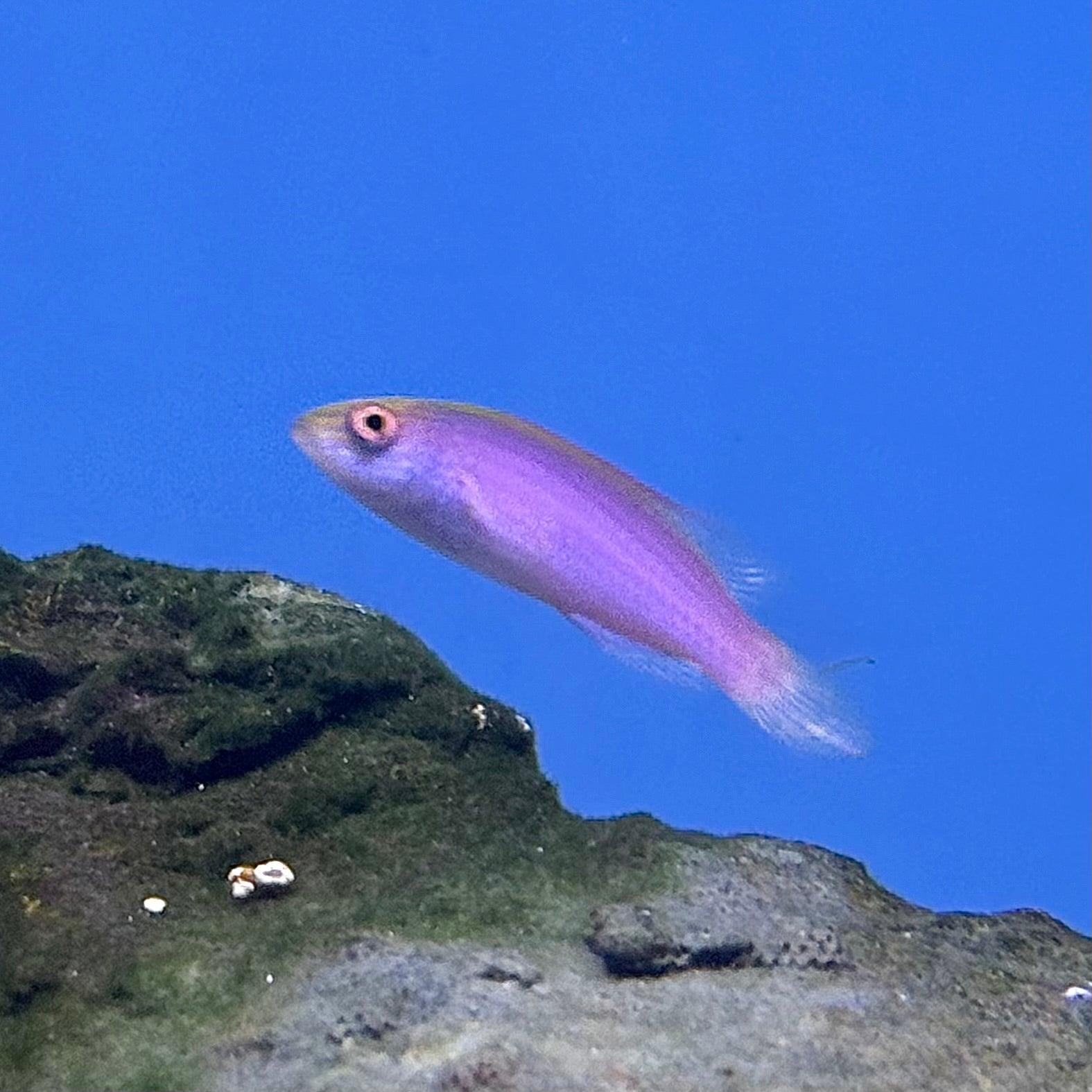 Pink Margin Fairy Wrasse Pair