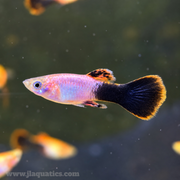 Pink Tuxedo Guppy - Male