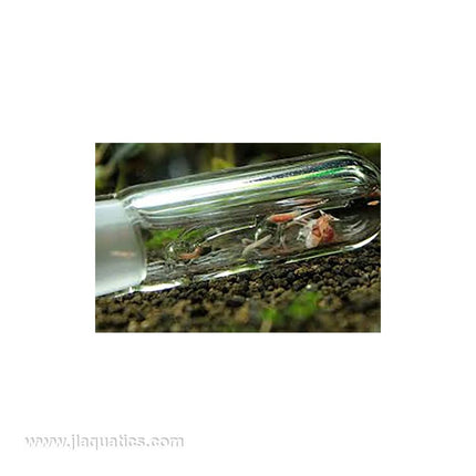 Worms being trapped in the Ista planaria trap