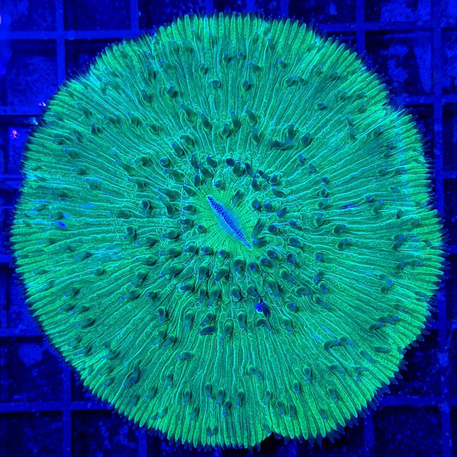 Plate Coral (Australia)