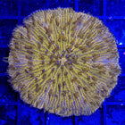 Plate Coral (Ultra) (Australia)