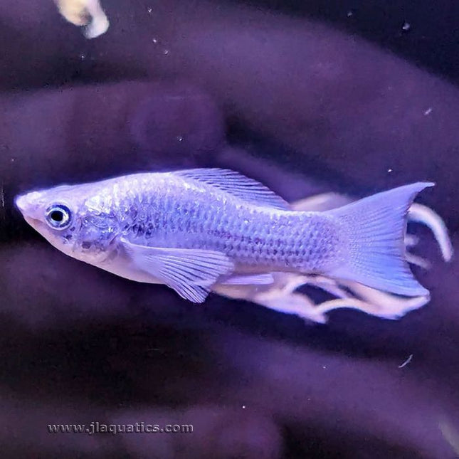 Platinum Lyretail Molly female