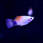 Mickey Mouse Platy