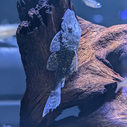 Black Bristlenose Pleco (L183)