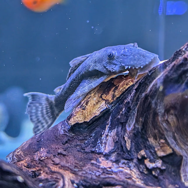 Black Bristlenose Pleco (L183)