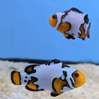 Black Ice Clownfish (Premium) (Tank Raised)