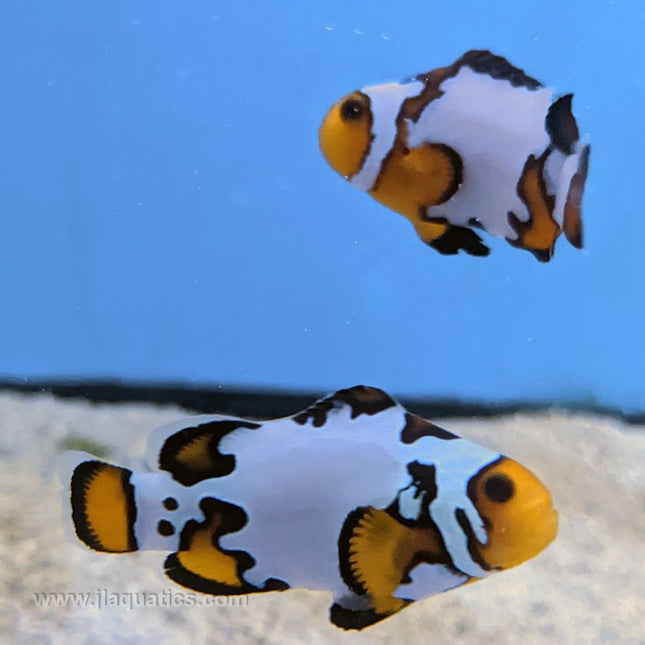 Black Ice Clownfish (Premium) (Tank Raised)