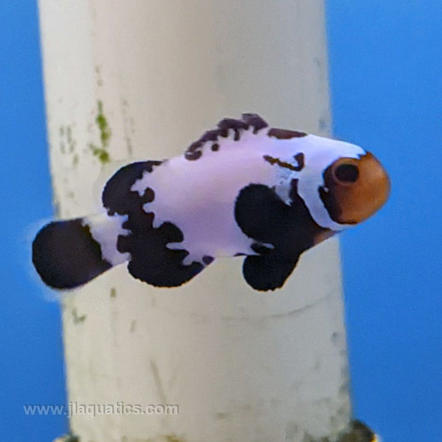 Premium Black Snowflake Clownfish