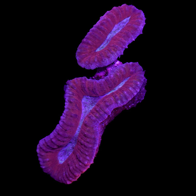 Lobophyllia - Purple/Red - A67