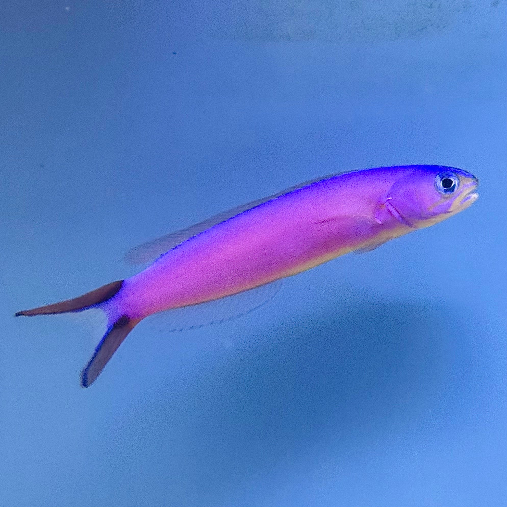 Purple Tilefish