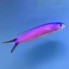 Purple Tilefish