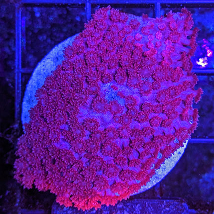 Micro Goniopora - Assorted Grade B