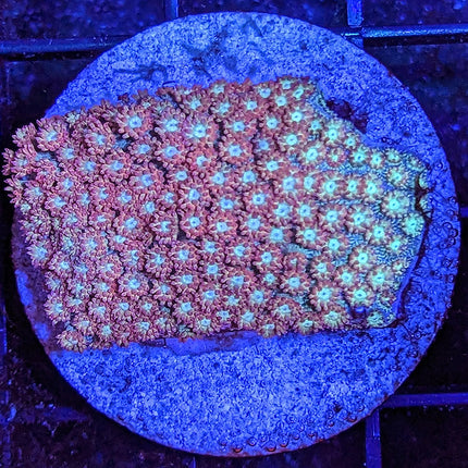 Micro Goniopora - Assorted Grade B