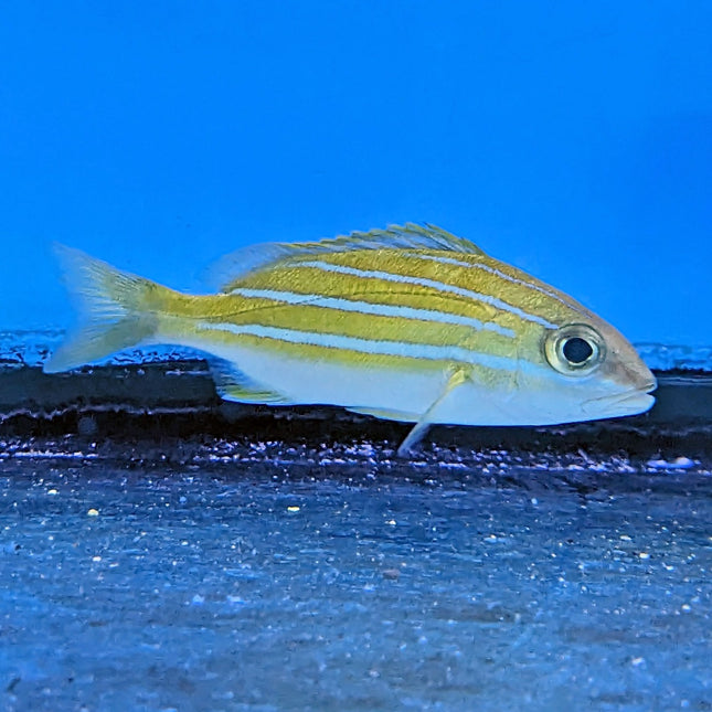 Blue Lined Snapper (Asia Pacific)