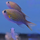 Buy Lined Chromis (Asia Pacific) in Canada for as low as 12.95