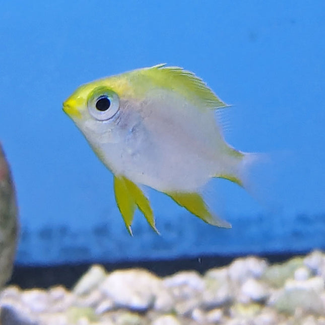 Staghorn Damsel (Asia Pacific)