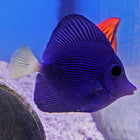 Purple Tang (Tank Raised)