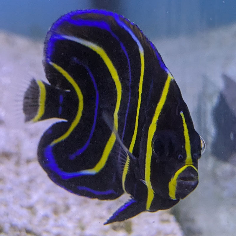 Cortez Angel (Juv)