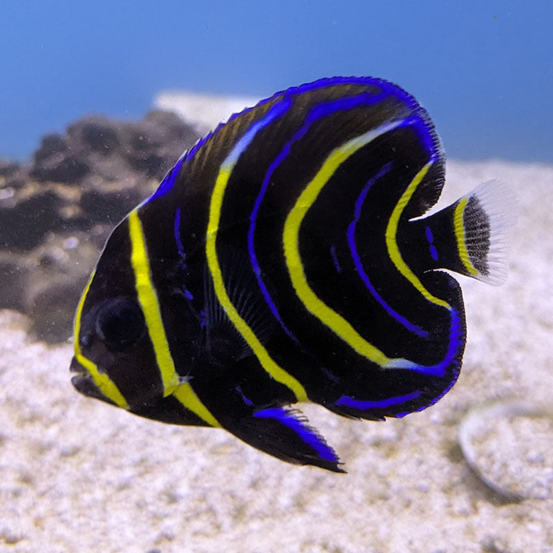 Cortez Angel (Juv)