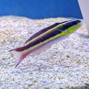 Cortez Rainbow Wrasse - Juvenile