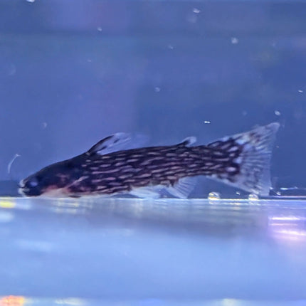 Reticulated Driftwood Catfish